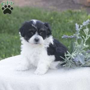 Sasha, Havachon Puppy